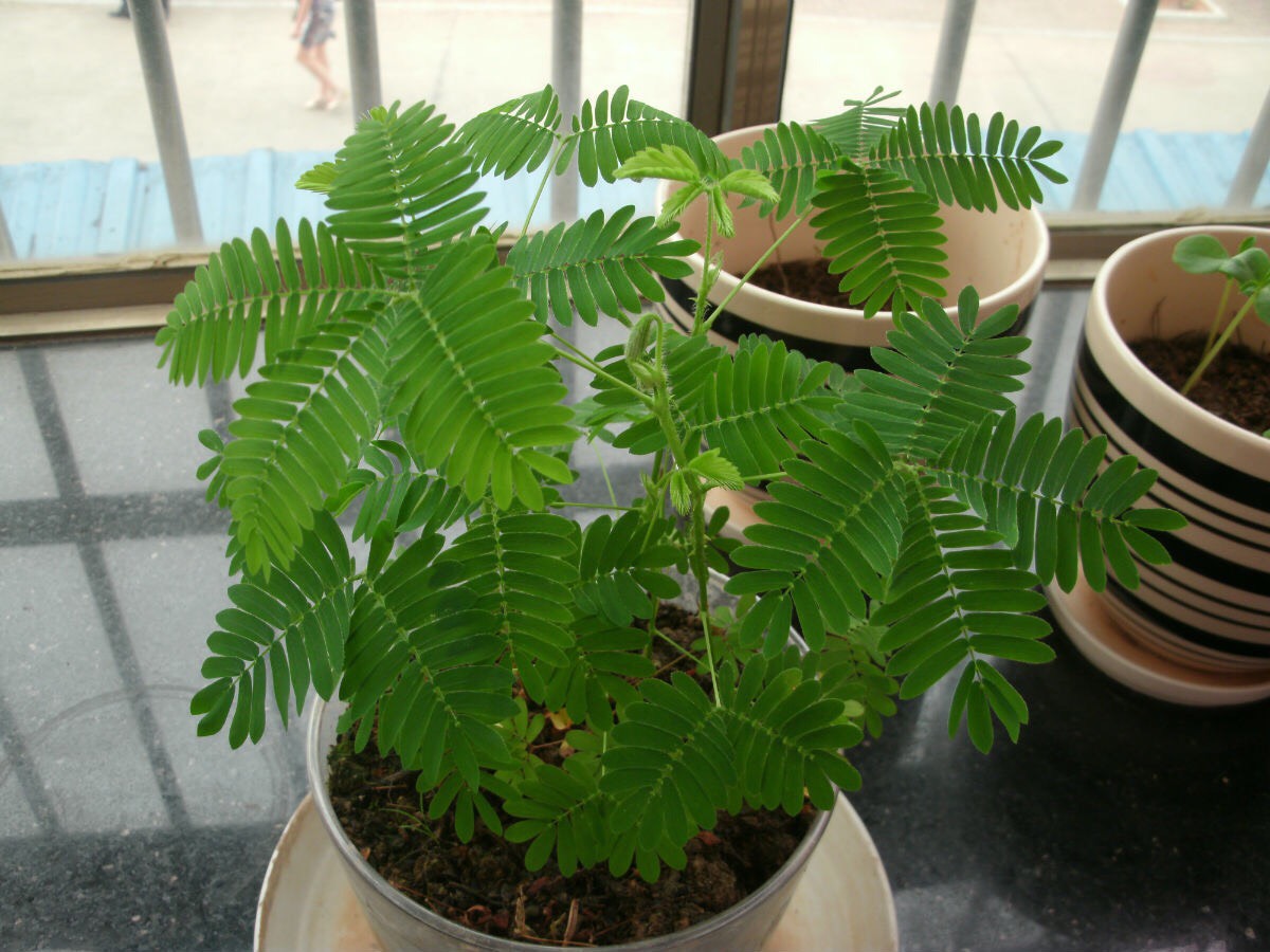 怎么养含羞草才容易开花,如何饲养含羞草有哪些注意事项