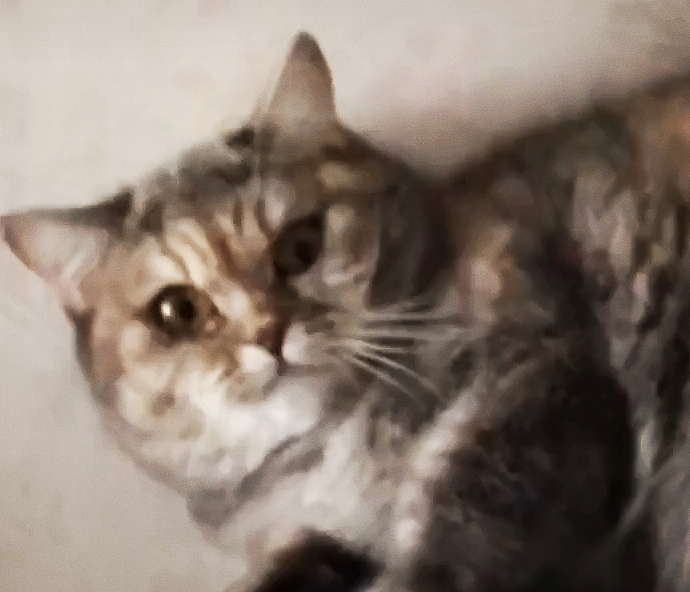 都说猫咪的反应速度快，拿乒乓球试了一下，差点被主子挠死