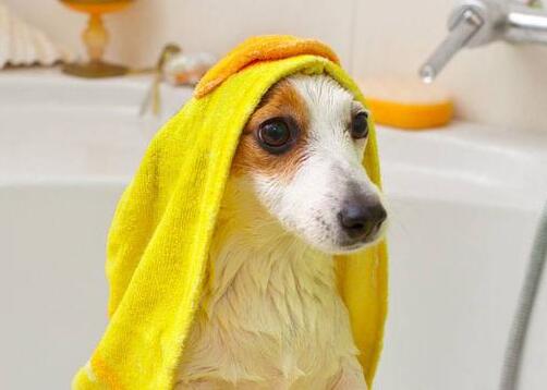 狗狗毛发不好吃什么东西好呢,狗狗毛不好怎么修剪