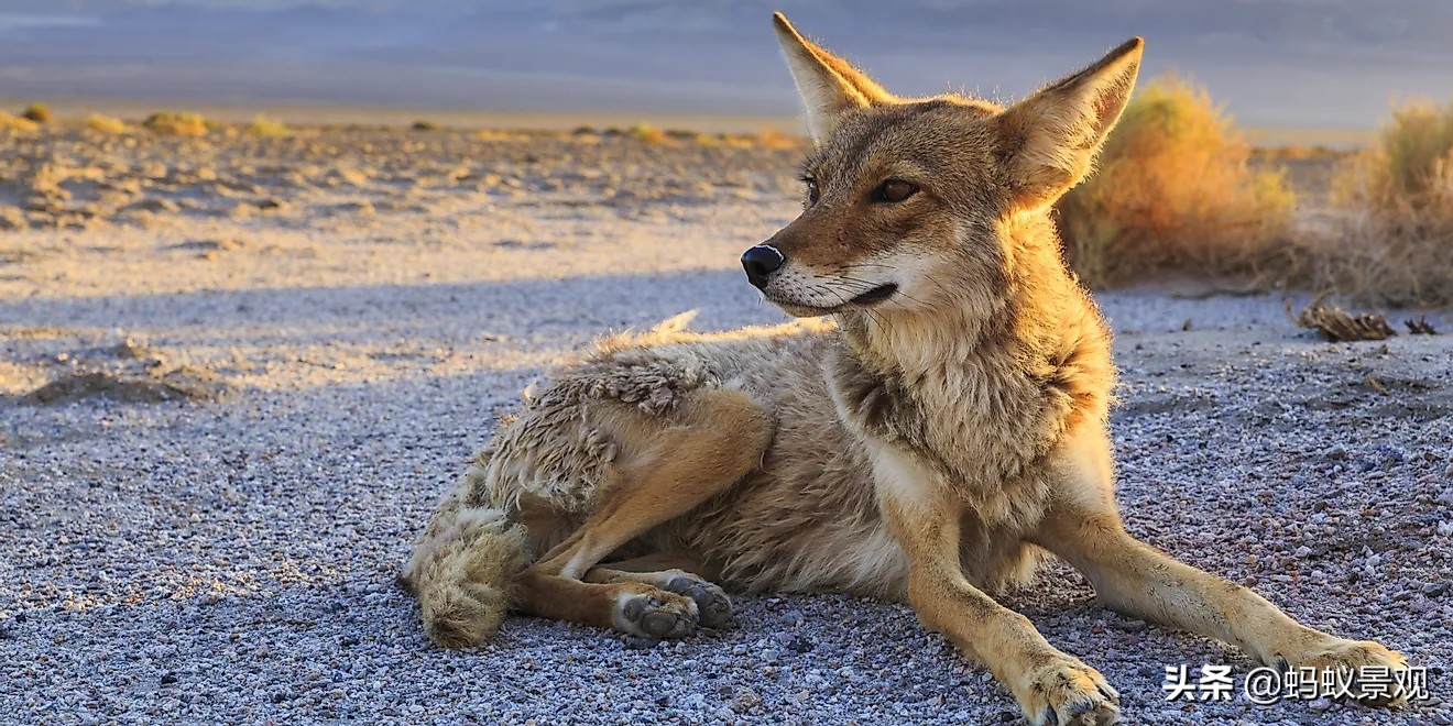 蒙太奇如何学习,蒙太奇理解