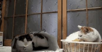 笑话怎么解释,笑话真相原来是这样