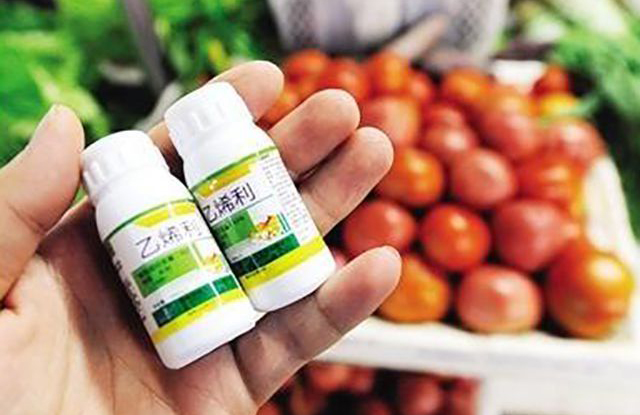 香蕉催熟过程会让人引起不适吗,香蕉里带的催熟剂