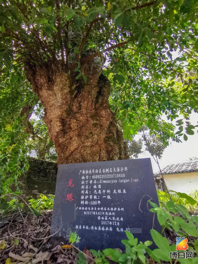 活久见！快成精了？博白发现明朝古树，至今600多年