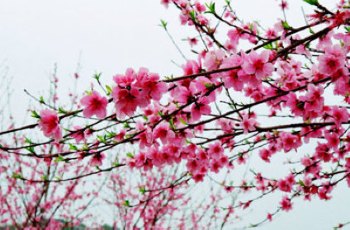 浙江舟山群岛桃花岛三天行程安排,浙江舟山群岛旅游桃花岛