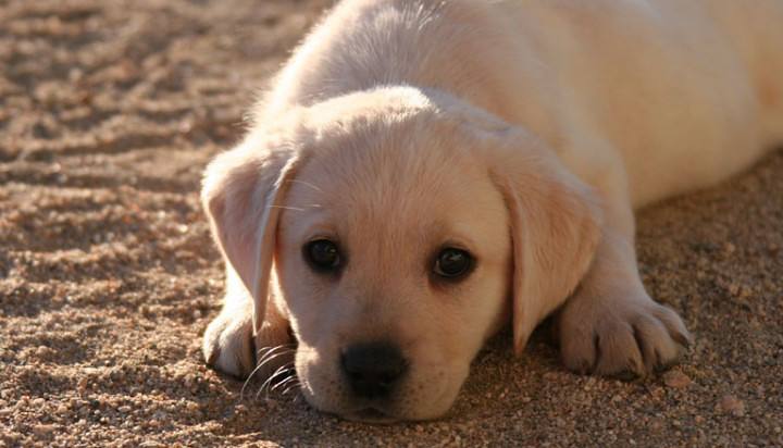 拉布拉多成年犬怎么训,养拉布拉多新手入门必知