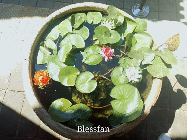 太原白云寺文殊菩萨,太原白云寺文殊传灯法会