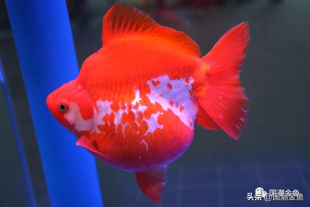 恭祝新春，过年家中养它——中国的“吉祥物”！寓意金玉满堂