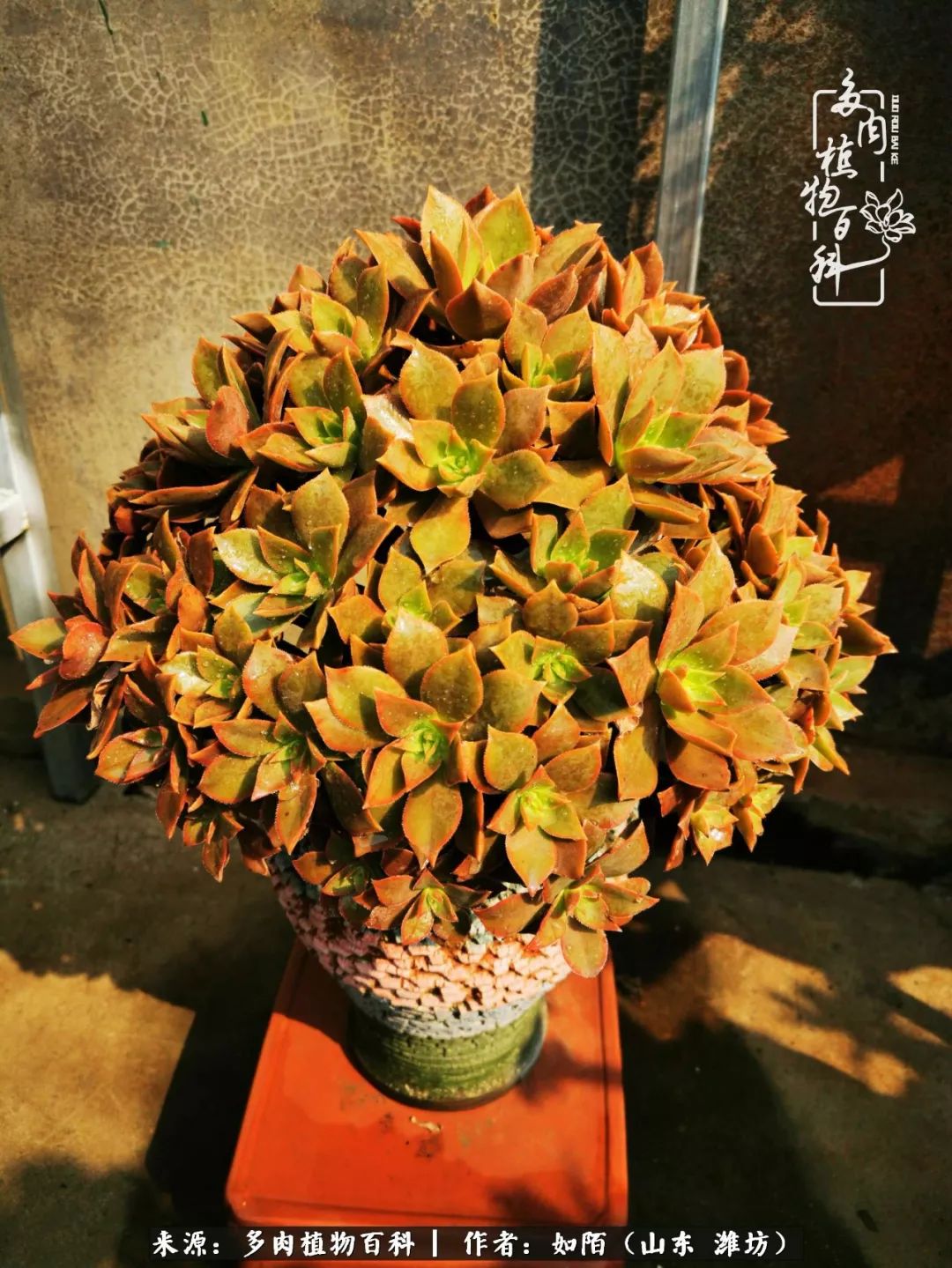 凤凰涅槃，浴火重生！多肉法师圣斗士们的秋天！（附养护经验）