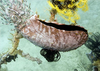 珍珠贝——用时间磨平伤痛，用温柔造就无双的美