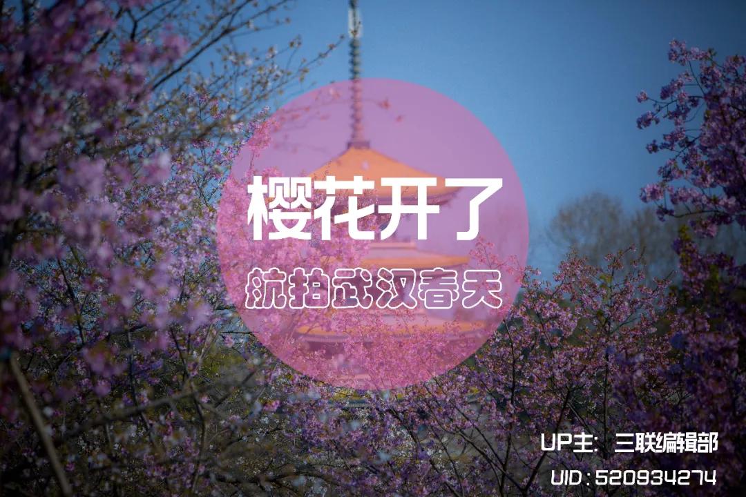 野生濒危动物绿孔雀现身孔雀之乡,绿孔雀濒危物种