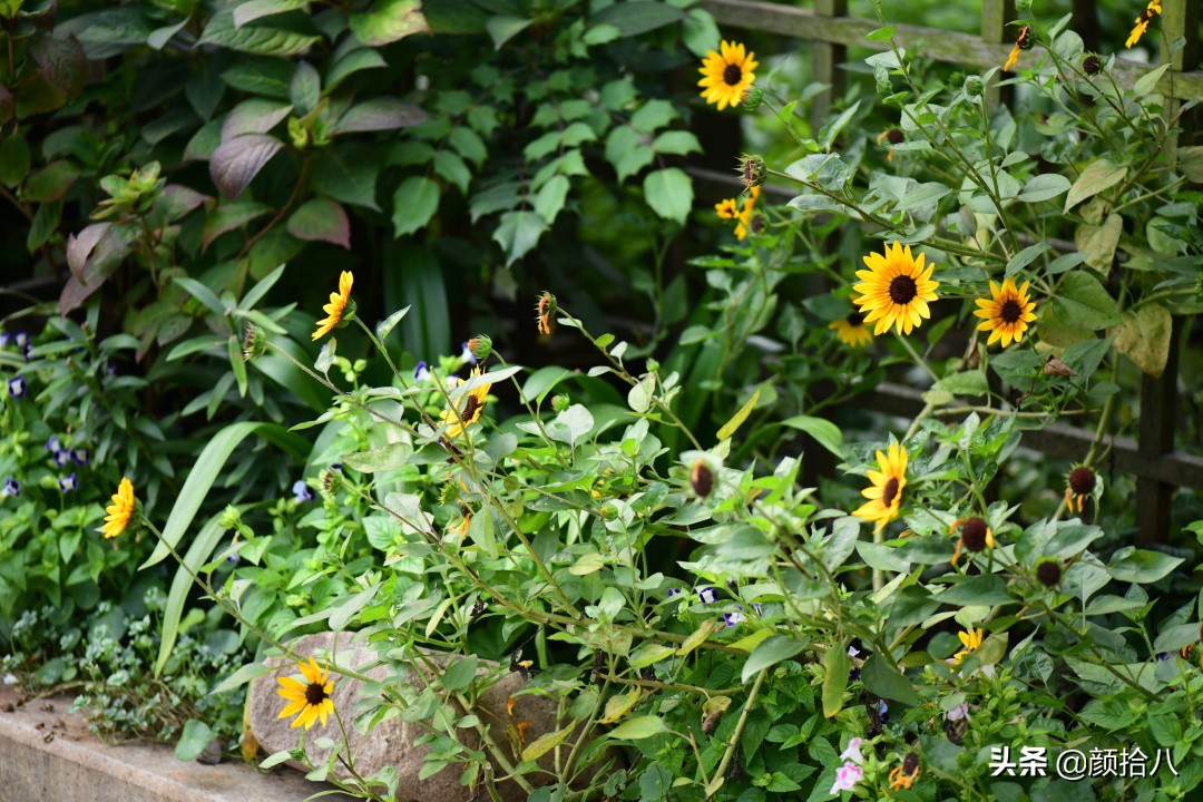 这个夏天我在花园里种向日葵|园丁