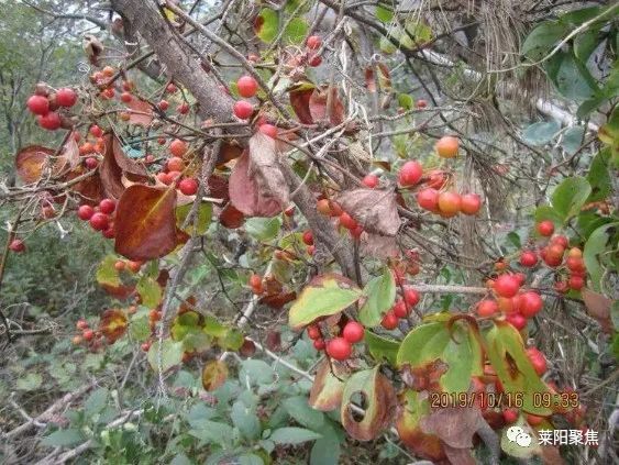 我的偷瓜摸枣的童年