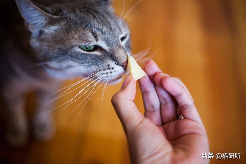 猫咪生病不进食怎么补充营养,猫咪生病后没有食欲怎么办