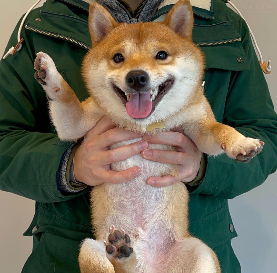 可爱呆萌治愈系的柴犬,柴犬超可爱照片