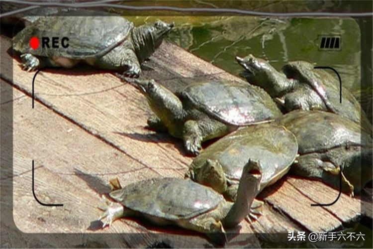 适合农村创业的十大养殖项目,适合农村创业的十大养殖创业项目