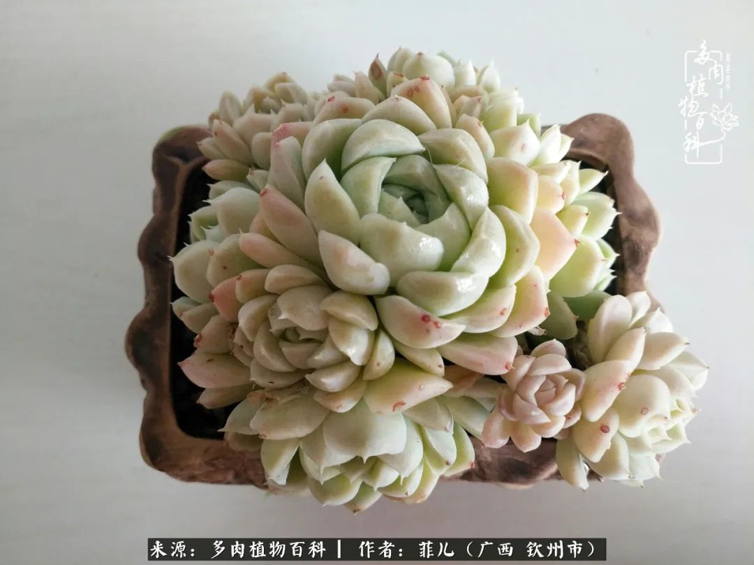 多肉相伴的感悟,与多肉为伴的时光真的很美好