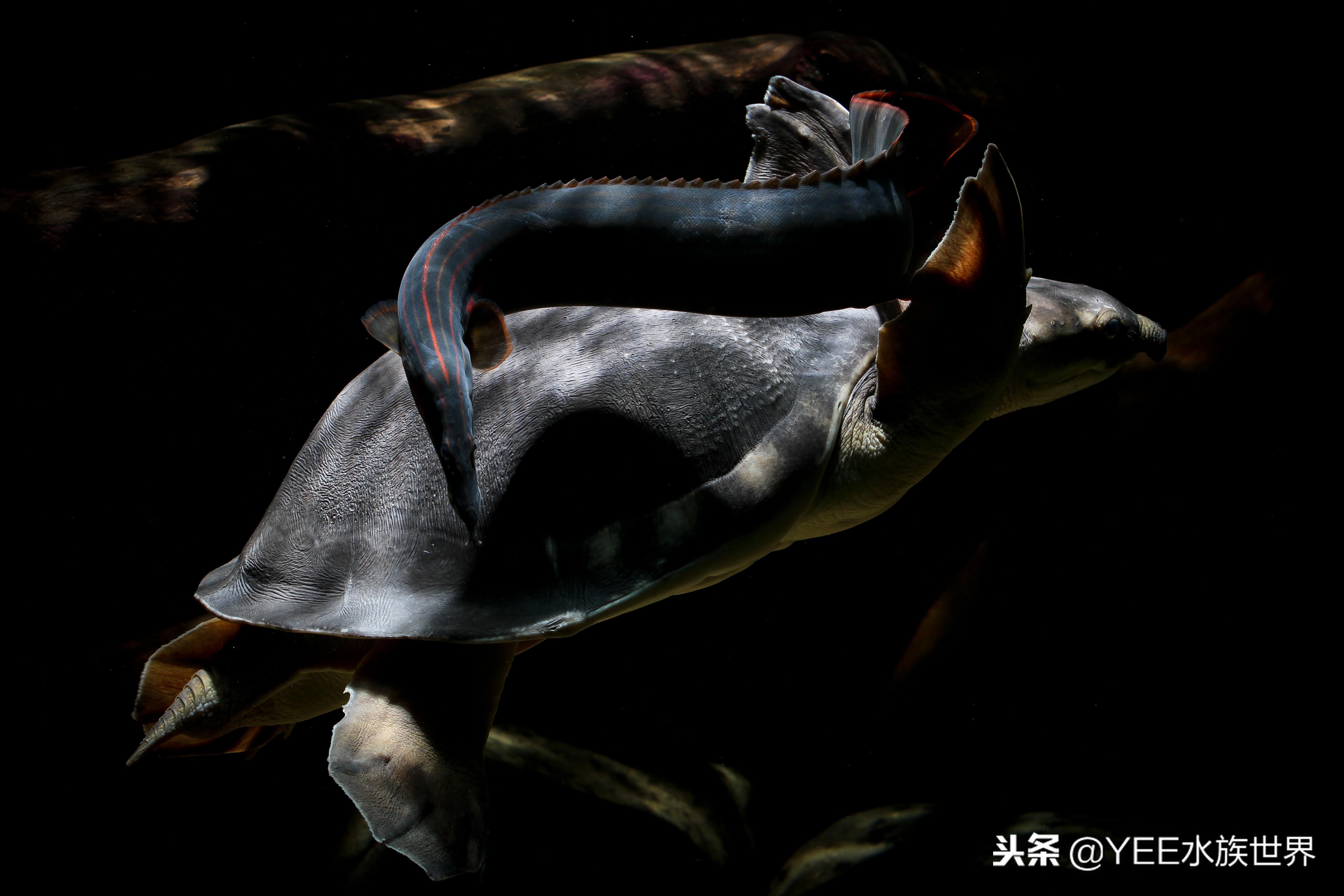 鱼和乌龟混养为啥鱼都死了,鱼跟乌龟混养最大的问题