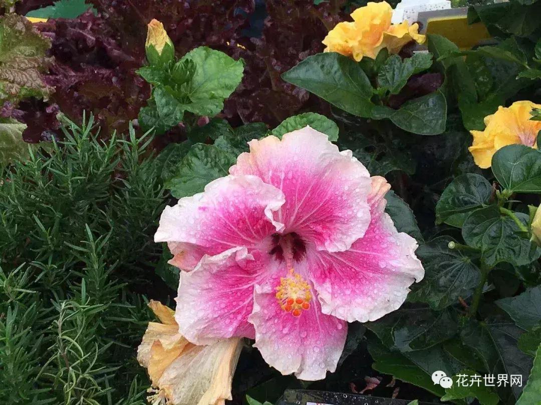 共赴盛会活动,香港国际花卉展