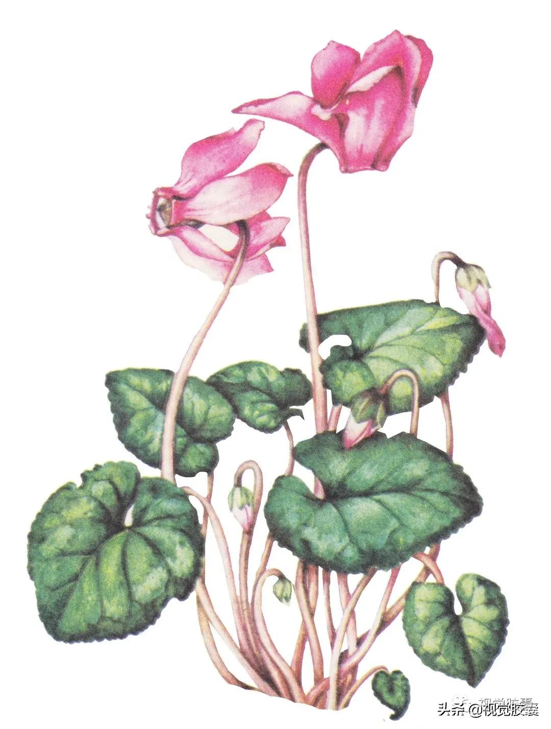 乡村蔬菜大棚的设计,蔬菜精美设计图片