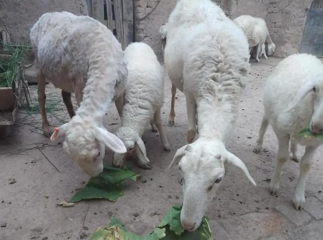 特别瘦的羊怎么调理,瘦羊最快最好的方法
