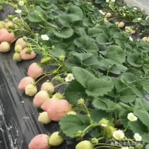 农村暴利小生意,农村暴利小生意不需要技术