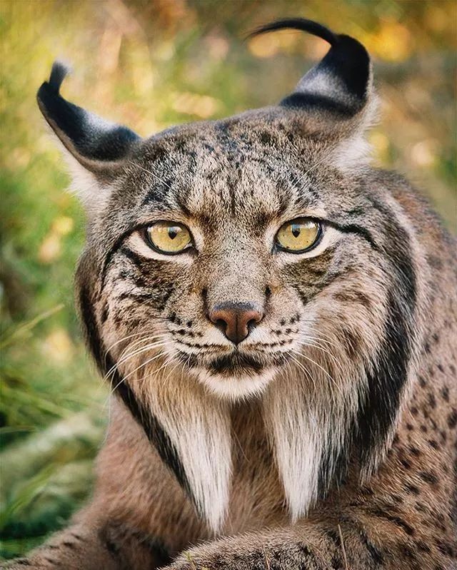 近年来濒危的野生动物有哪些,濒临灭绝的珍稀野生动物