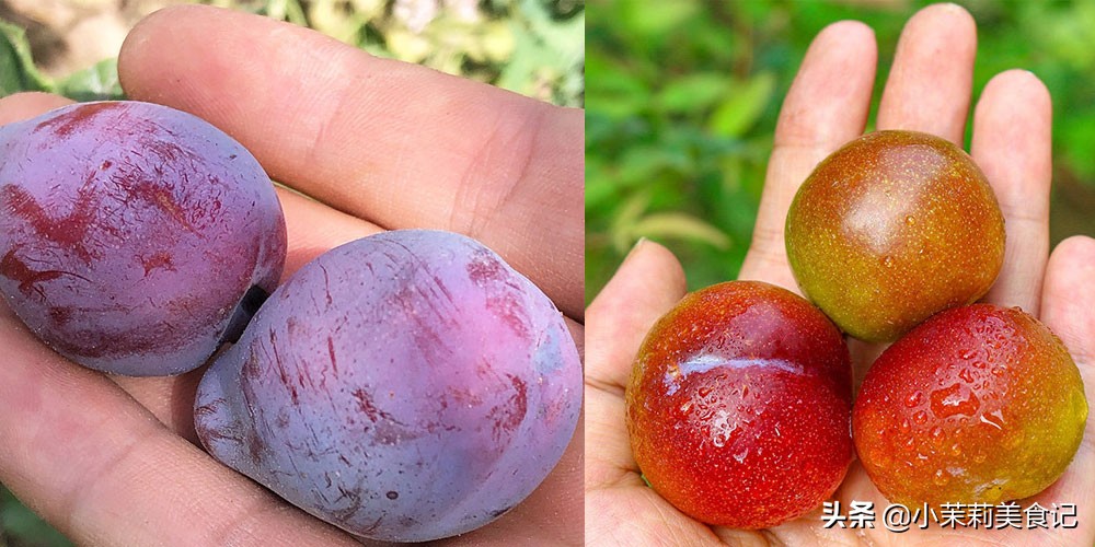 西梅和中国李子有什么区别,西梅跟李子什么区别