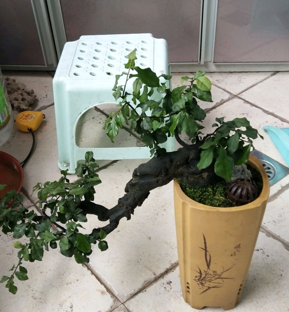 金弹子盆景怎么养才会长得快,金弹子盆景怎么养才能多结果