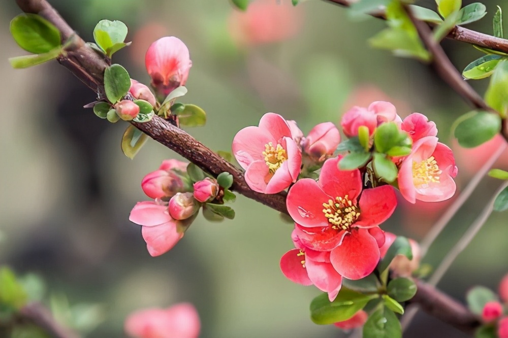 二十四节气之春分作文,二十四节气之春分歌