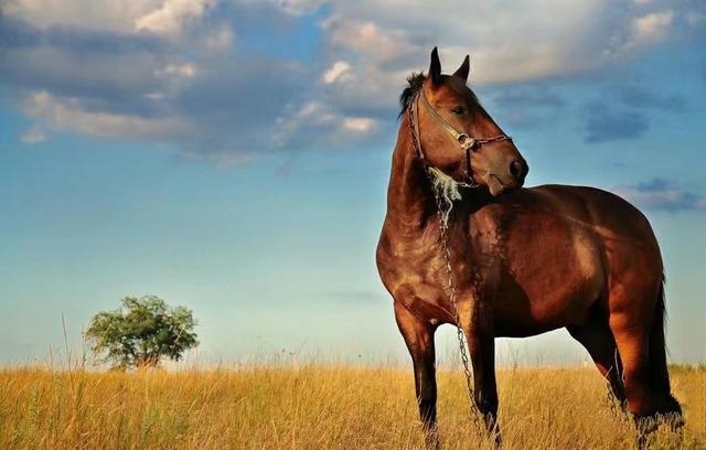 李白最具有豪迈奔放的诗,李白最经典的一首诗豪迈大气