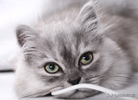 如果猫咪有以下五种症状，说明她到了发情期，请提前做好准备