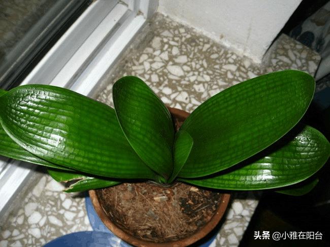 养君子兰,一月浇一次“肥水”,叶子16片,顺利开花,花大色艳!