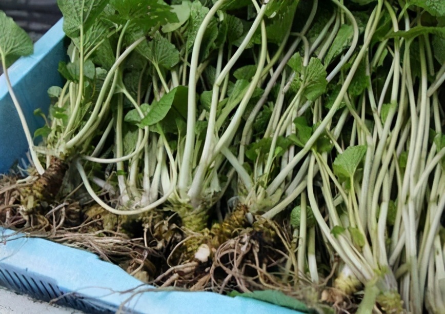 野菜在城里卖,市面上都是有哪些野菜可以卖