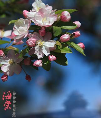西府海棠散文名家,描写西府海棠的散文