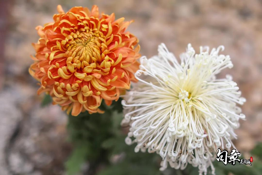 兴化千垛菊花海,广州海心沙菊花海