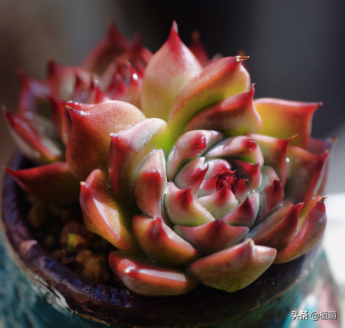 多肉吉娃娃单头多头哪个好看,多肉吉娃娃只有头没有根该怎么养