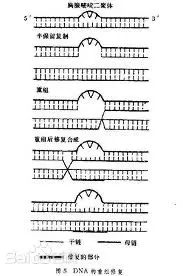 言过其实，还是名副其实？揭开二裂酵母发酵产物溶胞物的神秘面纱