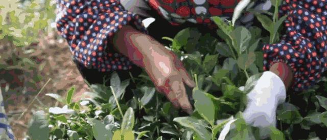 泡茶水温多少度最好红茶,乌龙茶泡茶水温最好是多少度