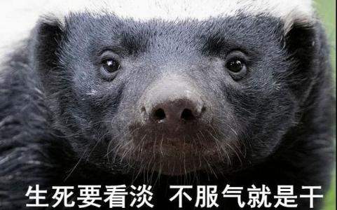 平头哥蜜獾复仇,蜜獾平头哥复仇