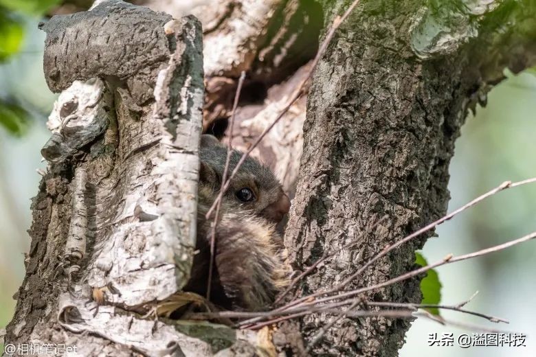适马1.4定焦全画幅镜头值得买吗,适马定焦哪一支画质最优秀