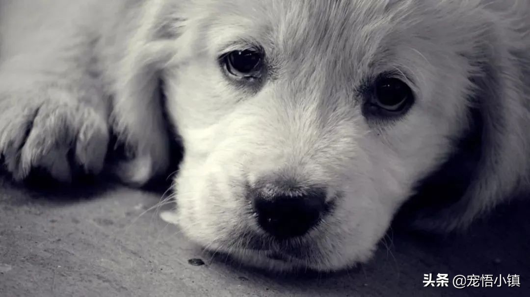 怎么防止偷狗贼来偷狗,偷狗贼的正确方法视频