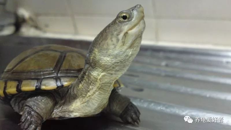 快要进入冬眠状态的乌龟都热醒了,龟冬眠醒了是怎么回事