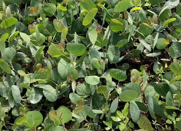 尤加利花适合室内养吗,适合夏季养的花惊艳好养小雏菊