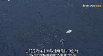 炸裂9.9,BBC再出神片,美得让人脸红