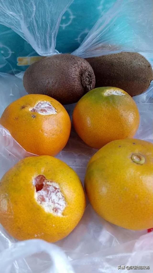 一树桔子被别人摘完了,一树桔