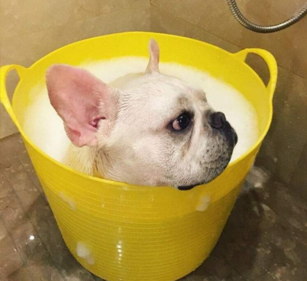 犬蠕形螨皮肤病的种类和治疗方法,蠕形螨虫引起的皮肤病用什么药膏