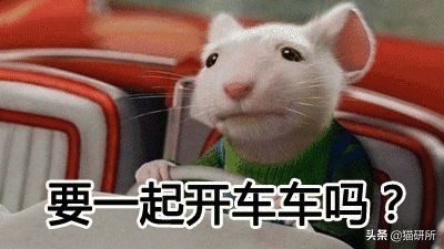 明明绝育了但是还是怀孕了的猫,明明是已经绝育的公猫