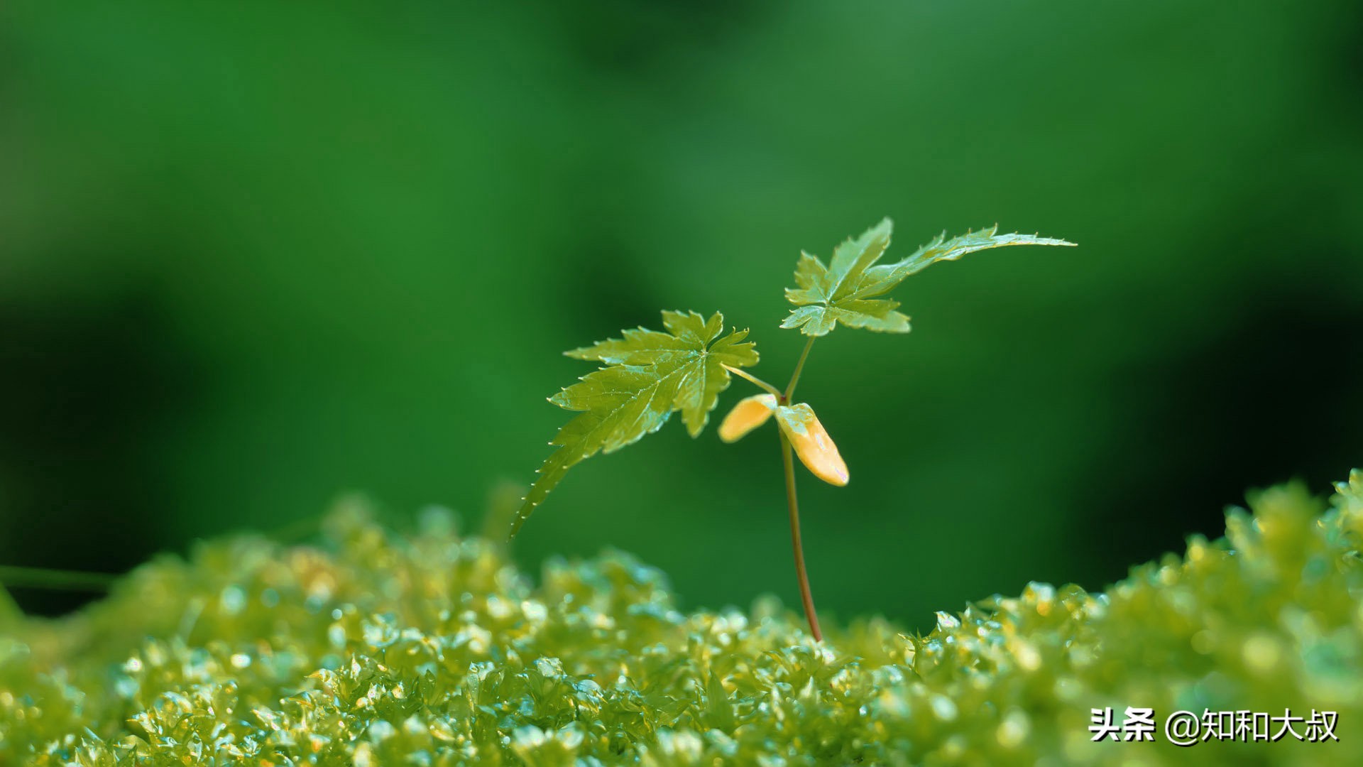 不哭不闹，一个女人伤透了心，反而会是这样