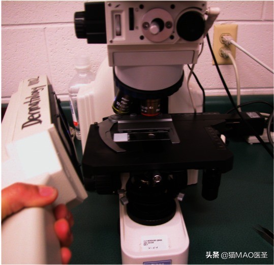 猫咪真菌与螨虫鉴别,猫咪细菌和真菌皮肤病区分