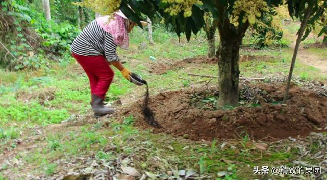 芒果落果严重怎么补救,芒果落花落果怎么防治